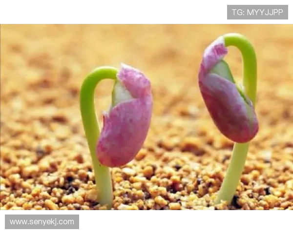 加克波的崛起之路：从小球员到足球明星的奋斗历程与成就分析